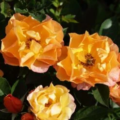 'Palace Fleur' Patio Shrub Rose -Greenzy Sales Store 01 086 Fleur PALACE mit Biene