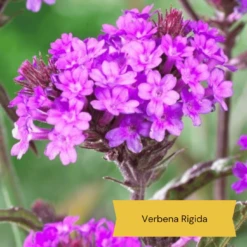 Top Tall Perennials | Plants For Height And Structure -Greenzy Sales Store 10 1d634c01 3471 4932 823e f7753098c26b