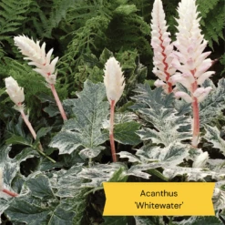 Best Ground Cover Plants | A Carpet Of Flowers -Greenzy Sales Store 10 837755c8 afe5 4c31 bbd4 99fa79b99573