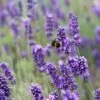 English Lavender | Lavandula Angustifolia 3 English Lavender | Lavandula Angustifolia -Greenzy Sales Store 11 38cc4794 12fe 44f2 9831 872aa3181351