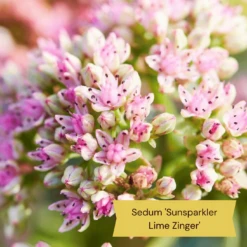 Best Ground Cover Plants | A Carpet Of Flowers -Greenzy Sales Store 11 9c709cd7 e431 4793 a85a 286244c8f554