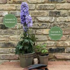 Delphinium 'Highlander Crystal Delight' -Greenzy Sales Store 11 ff96fded 2387 4880 aa1f c63498a5480b