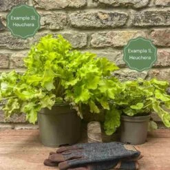 Heuchera 'Wild Rose' -Greenzy Sales Store 12 55c1bdbb c851 4dd3 bea1 c5afae4d1efd
