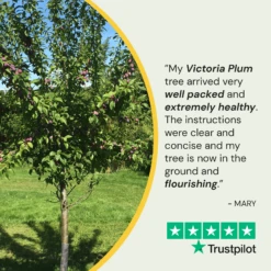 Victoria Plum Tree -Greenzy Sales Store 150Artboard1