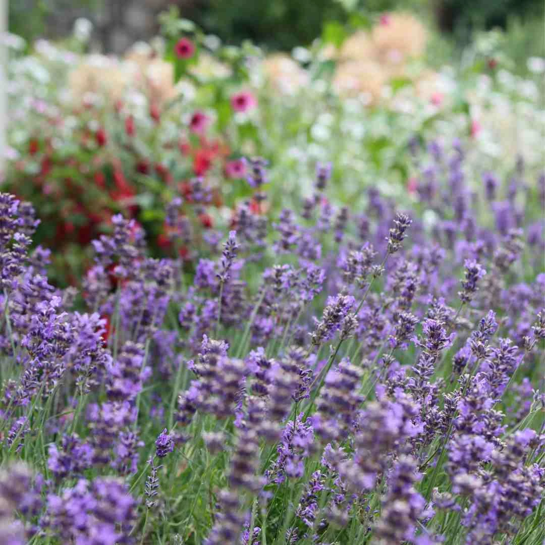 Lavender 'Hidcote Improved' 2 Lavender 'Hidcote Improved' - Image 2