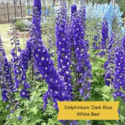 Top Tall Perennials | Plants For Height And Structure -Greenzy Sales Store 1 1f2c63ee 664d 43ad b58a 412f92c2ecda