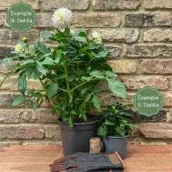 Dahlia Soulman -Greenzy Sales Store 1 65d78b89 6576 46b1 8bcf 4ccb1a267dc9