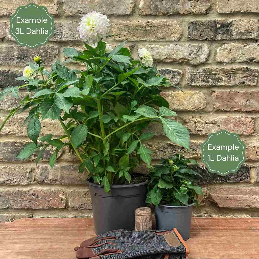 Dahlia 'Sincerity' 2 Dahlia 'Sincerity' - Image 2