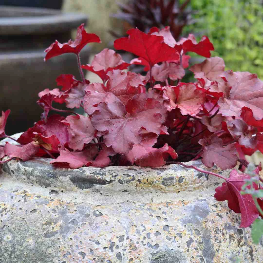 Heuchera 'Indian Summer Cranberry' 2 Heuchera 'Indian Summer Cranberry' - Image 2