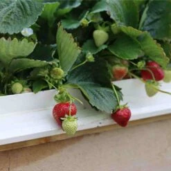 Cambridge Favourite Strawberry Plants -Greenzy Sales Store 24