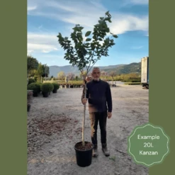 Japanese Cherry Blossom Tree | Prunus Serrulata 'Kanzan' -Greenzy Sales Store 2 1 6b1fb918 9b42 4305 a998 86778440f682