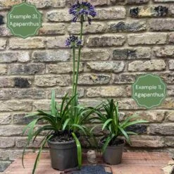 Agapanthus 'Star Quality' | 3L -Greenzy Sales Store 2 4024a760 6fbe 4e4c 8cc2 bd974d23a031