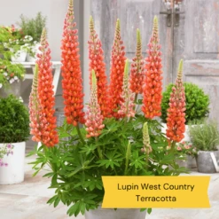 West Country Lupin Collection -Greenzy Sales Store 2 c7459a82 e545 4484 b041 2d58fa4b796f