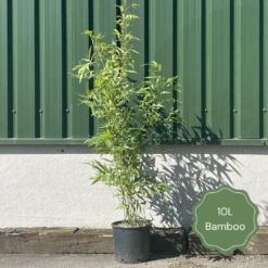 Golden Bamboo | Phyllostachys Aurea -Greenzy Sales Store 2 cf11bea7 0a01 4dd8 ae94 056ed0089f64