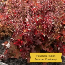The All Year Round Heuchera Collection -Greenzy Sales Store 3 64a17c29 bfd5 4f01 b038 8a4e6929e40e