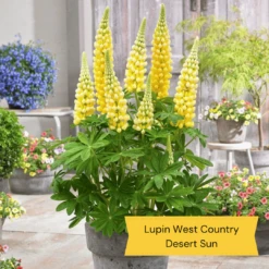 West Country Lupin Collection -Greenzy Sales Store 3 675d837e 4347 43a5 a55b ce6815a336aa