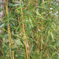 Golden Bamboo | Phyllostachys Aurea -Greenzy Sales Store 3 84d98edd dc4d 45d0 8aab e2ff1368fc70