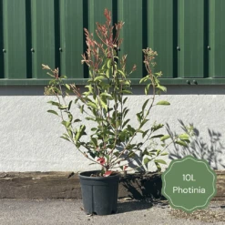 Photinia 'Red Robin' -Greenzy Sales Store 3 b7201c58 b4ae 4adc b36d 73d905e78876
