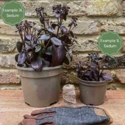 Sedum 'Sunsparkler Lime Zinger' -Greenzy Sales Store 3 bd97e1b8 c0f0 45e7 9db1 c78957035d07