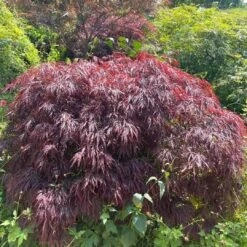 Red Weeping Japanese Maple Tree | Acer Palmatum 'Garnet' -Greenzy Sales Store 40
