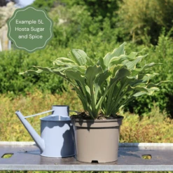 Hosta 'Sugar & Spice' -Greenzy Sales Store 47 374c027b 3d64 4403 9e7d 2a49de52e6d8