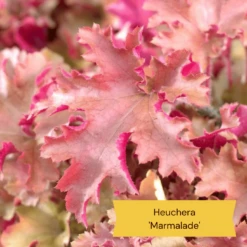 The All Year Round Heuchera Collection -Greenzy Sales Store 4 b61acf56 aa11 4ab4 85c2 3da2b41a4837