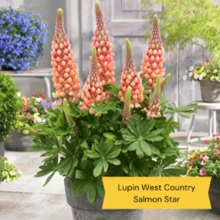 West Country Lupin Collection -Greenzy Sales Store 4 cda8f4cd ed82 45a5 8fce 044d9f10f429