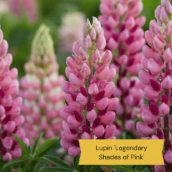 Top Tall Perennials | Plants For Height And Structure -Greenzy Sales Store 4 ce6d9434 cc3c 4557 b729 602a123e514f