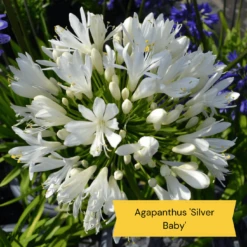 Top Tall Perennials | Plants For Height And Structure -Greenzy Sales Store 5 485e8806 0f1c 43a6 ba75 0fe8eeab04b9