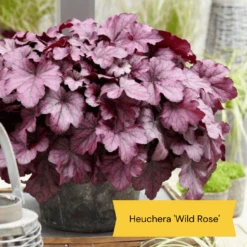 The All Year Round Heuchera Collection -Greenzy Sales Store 5 bd1b4245 f88b 42dd 9c4a e35a37bbf088
