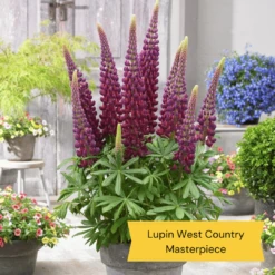 West Country Lupin Collection -Greenzy Sales Store 5 ff6c93ca 5af3 47c2 acc4 7336daa3b7fb