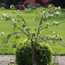 'Discovery' Semi-Dwarf Apple Tree -Greenzy Sales Store 6 4ad16f60 ffe1 4e89 9a19 19754bd35370