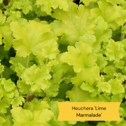 Best Ground Cover Plants | A Carpet Of Flowers -Greenzy Sales Store 6 86769194 3fb4 4162 be91 0e845dfa7f3e