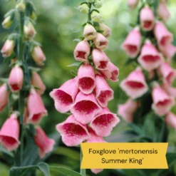 Best Tall Flowers | Perennials For Colour And Height -Greenzy Sales Store 8 15a7472e ebb1 4d61 b921 20fc084db2ad