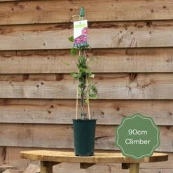 'Rosa Banksiae 'Alba Plena' | Rambling Rose -Greenzy Sales Store 90cm Climber 15c2fa12 312b 437e 82bf 3eefc893bb7a