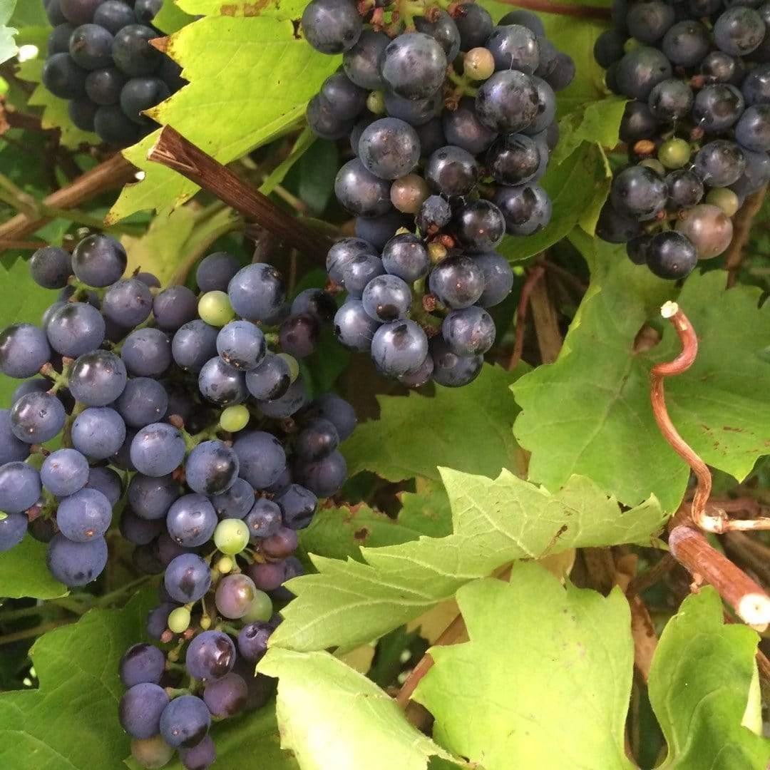 'Black Hamburgh' Indoor Grape Vine 2 'Black Hamburgh' Indoor Grape Vine - Image 2