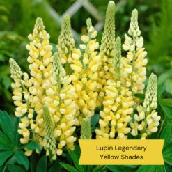 Top Tall Perennials | Plants For Height And Structure -Greenzy Sales Store 9 27d1ab8e d7f5 47e6 964e 1b936bd94d27