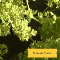 Best Ground Cover Plants | A Carpet Of Flowers -Greenzy Sales Store 9 8dafed11 8be0 4fd6 9703 440d32544ae9