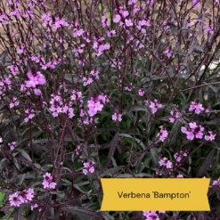 Best Tall Flowers | Perennials For Colour And Height -Greenzy Sales Store 9 cabc3cc2 0acc 4197 934d 61a2e42cc16d