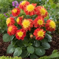 12 Annuals For Pots | The Waterloo Sunset Collection | Petunia, Dahlia & Begonia 11 12 Annuals For Pots | The Waterloo Sunset Collection | Petunia, Dahlia & Begonia -Greenzy Sales Store AB0024 1 1ce64d65 47d7 4560 9627 39a044dee6f1