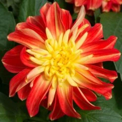 12 Annuals For Pots | The Waterloo Sunset Collection | Petunia, Dahlia & Begonia 10 12 Annuals For Pots | The Waterloo Sunset Collection | Petunia, Dahlia & Begonia -Greenzy Sales Store AB0024 2 a8038d7c d177 4938 afd5 9349fecdd701