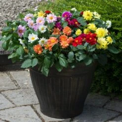 40 Mixed Dahlia 'Figaro' Plug Plants -Greenzy Sales Store AB0101 1