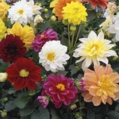 40 Mixed Dahlia 'Figaro' Plug Plants -Greenzy Sales Store AB0101 3