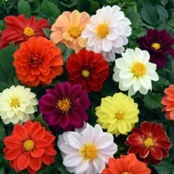 40 Mixed Dahlia 'Figaro' Plug Plants -Greenzy Sales Store AB0101 4