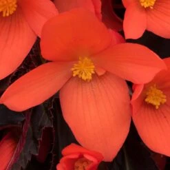 12 Annuals For Pots | The Waterloo Sunset Collection | Petunia, Dahlia & Begonia 12 12 Annuals For Pots | The Waterloo Sunset Collection | Petunia, Dahlia & Begonia -Greenzy Sales Store AB0109 6 81c7ee0f 866b 4002 a2a7 e017471f5e7f