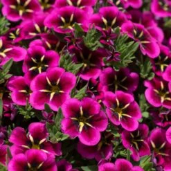 12 Annuals For Hanging Baskets | The Dark Side Of The Moon Collection | Calibrachoa, Petunia & Dahlia -Greenzy Sales Store AB0111 2 54af6409 6655 47aa aaac 99becddd428e