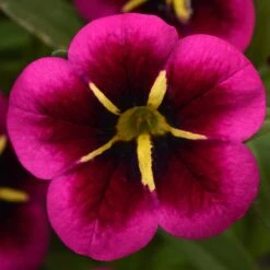 12 Annuals For Hanging Baskets | The Dark Side Of The Moon Collection | Calibrachoa, Petunia & Dahlia -Greenzy Sales Store AB0111 5 e03dc071 f4fe 45b7 8763 f797d6ef1afb