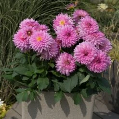 Dahlia Dalina Maxi 'Salinas' Jumbo Plug Plants -Greenzy Sales Store AB0114 2