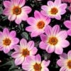 Dahlia 'Happy Days Pink' Jumbo Plug Plants -Greenzy Sales Store AB0116 2