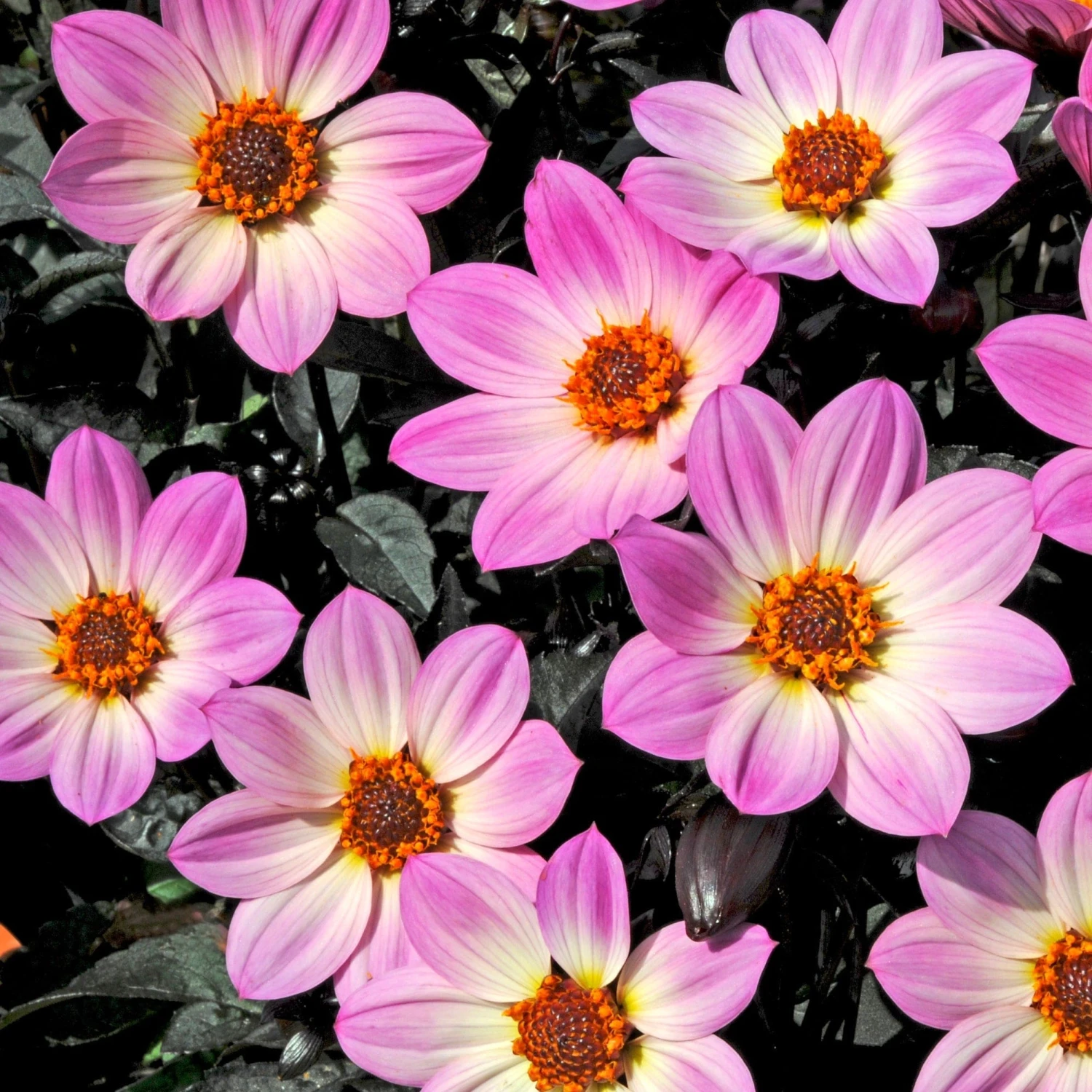 Dahlia 'Happy Days Pink' Jumbo Plug Plants 1 Dahlia 'Happy Days Pink' Jumbo Plug Plants